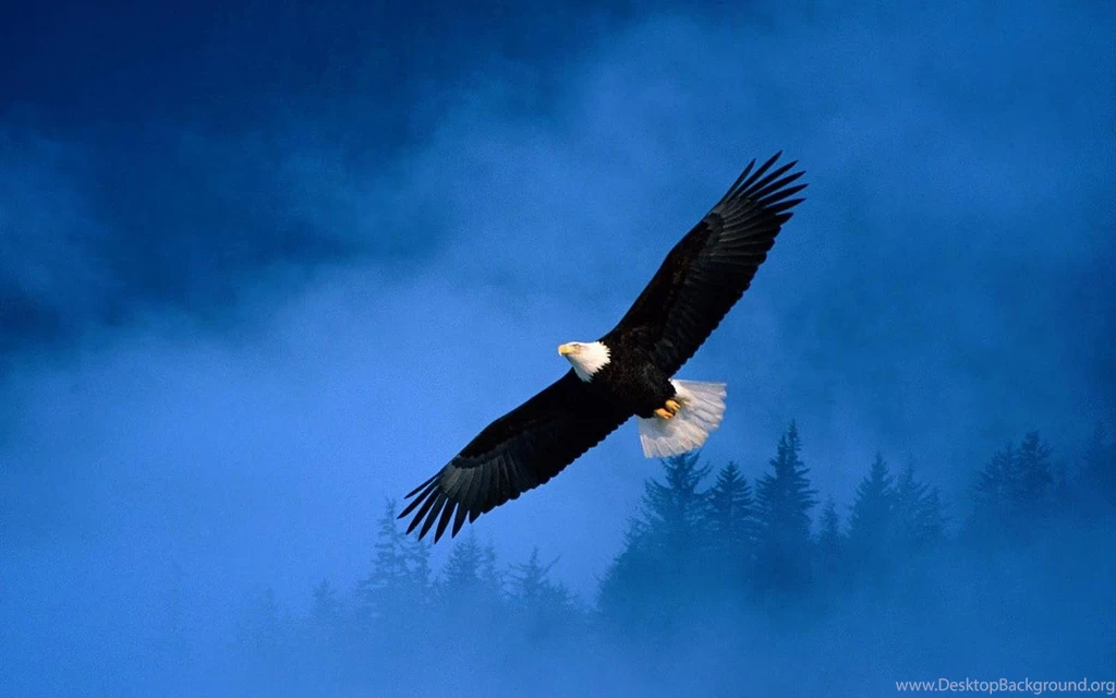 best top desktop eagle wallpapers hd wallpapers eagle pictures top desktop backgrounds