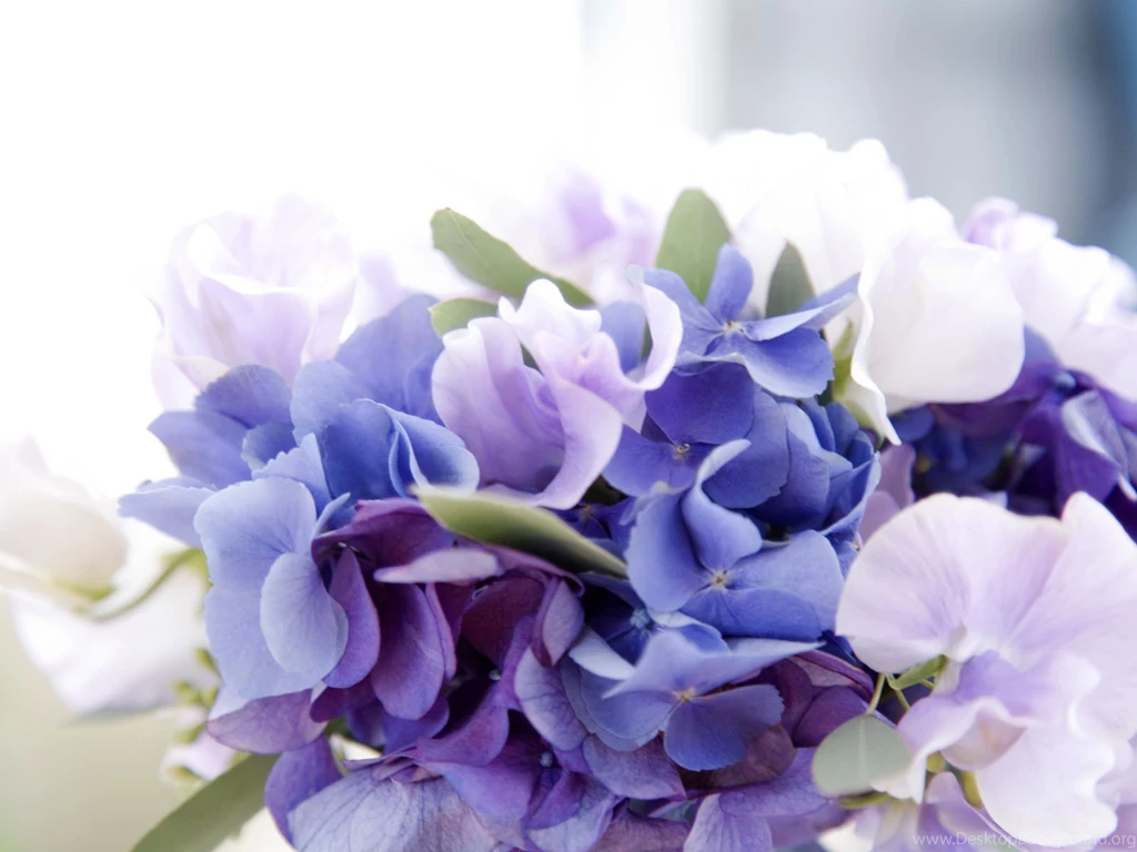 White And Blue Flowers 8486 1600 1200 Wallpapers Flowers Nature ...