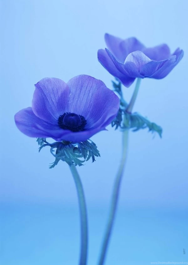 Flowers,white Background,carnations Flowers White Backgrounds ...