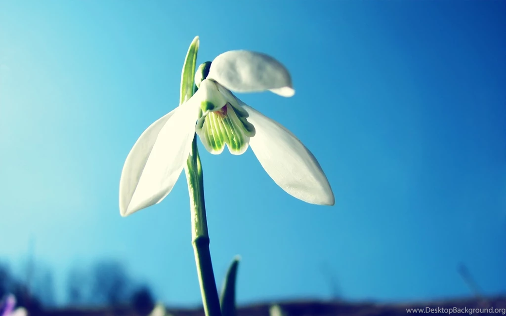 White Flower Wallpapers