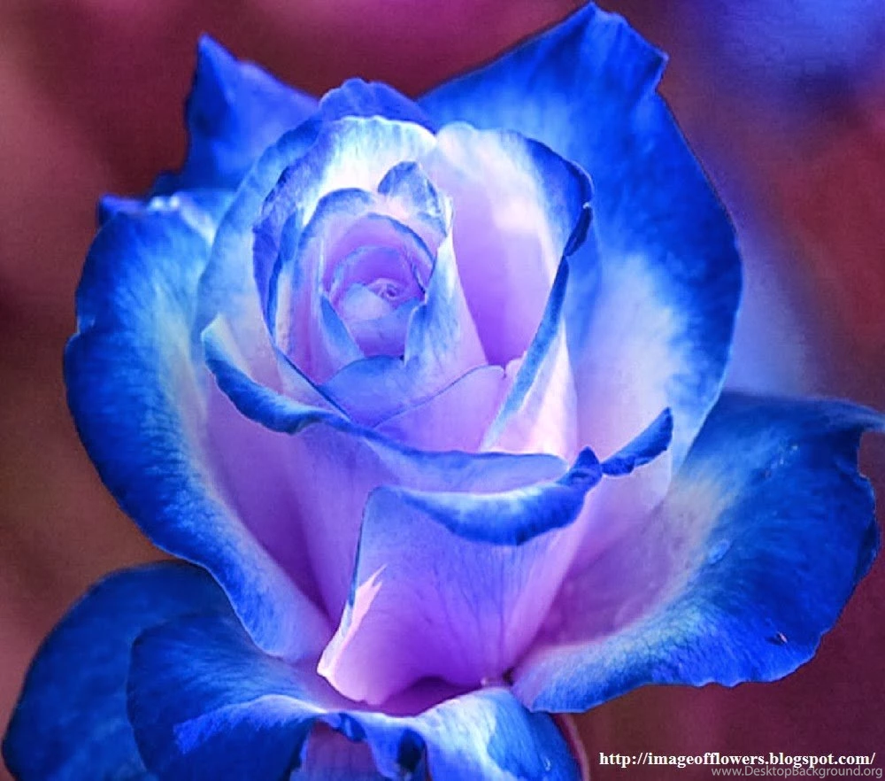 Beautiful Flowers Picture
