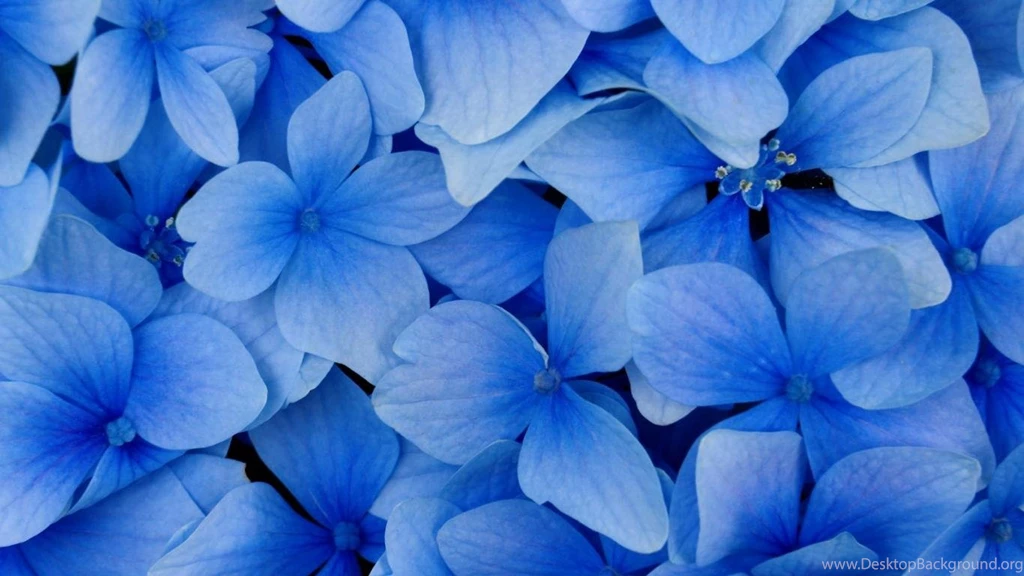 White Flowers Wallpapers