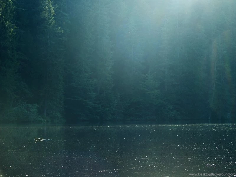 Alcest DeviantArt