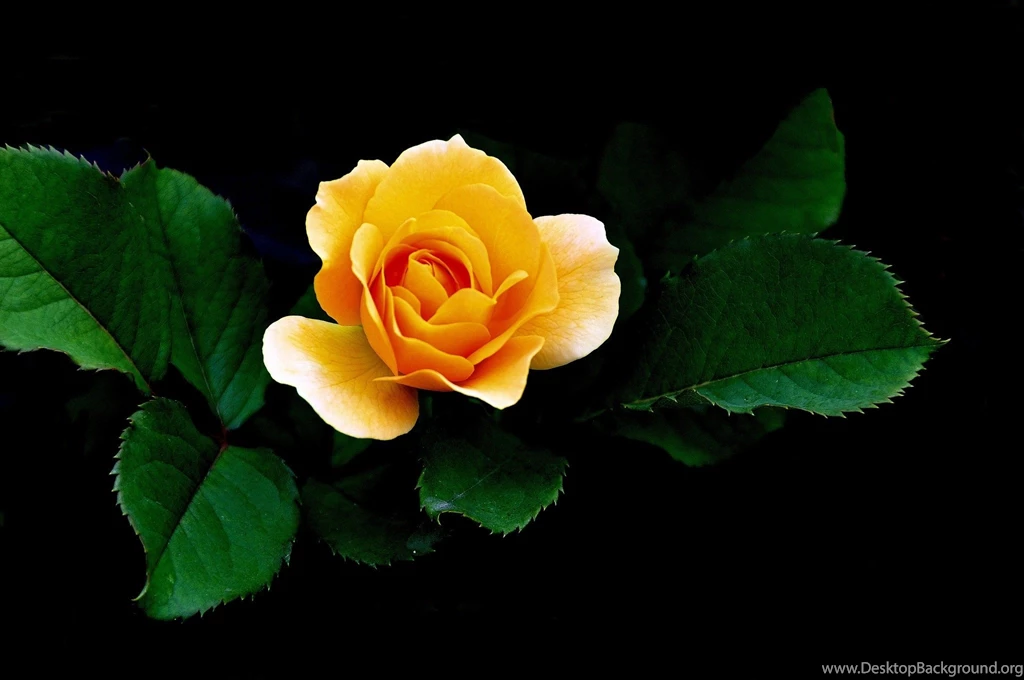 Yellow Rose Wallpapers High Quality