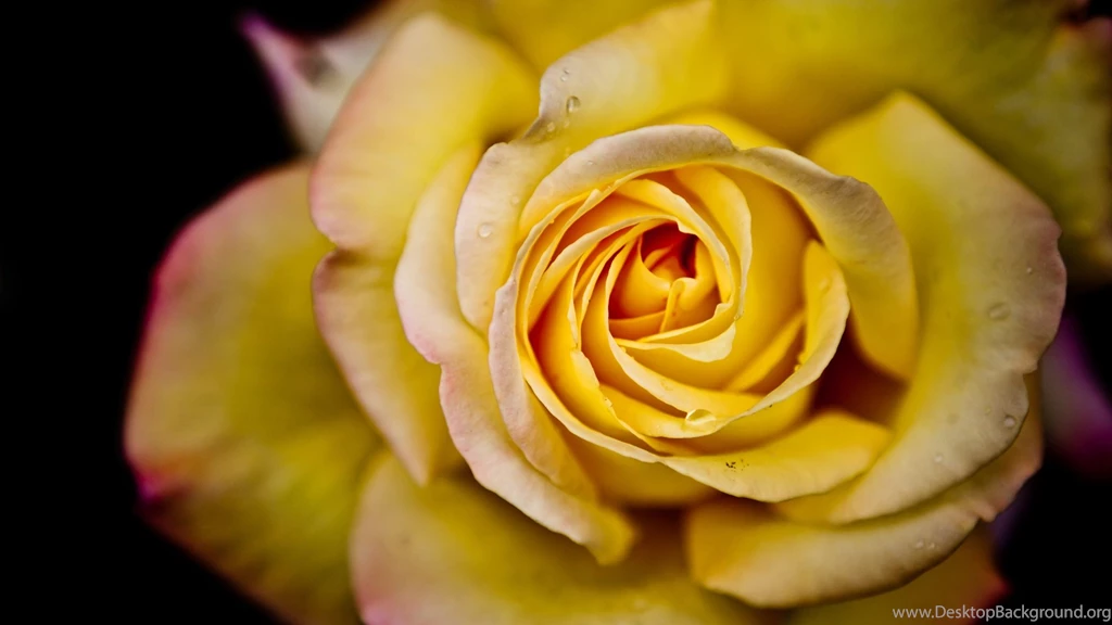 Yellow Rose Backgrounds