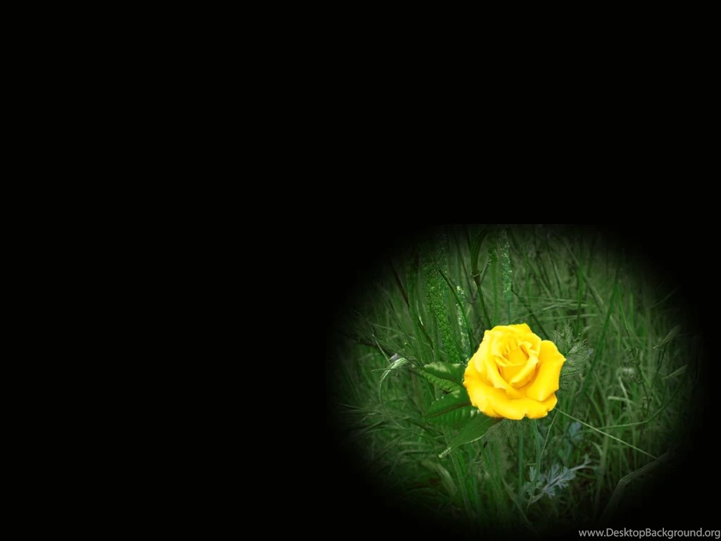 A Yellow Rose Wallpapers By Midnightstouch On DeviantArt