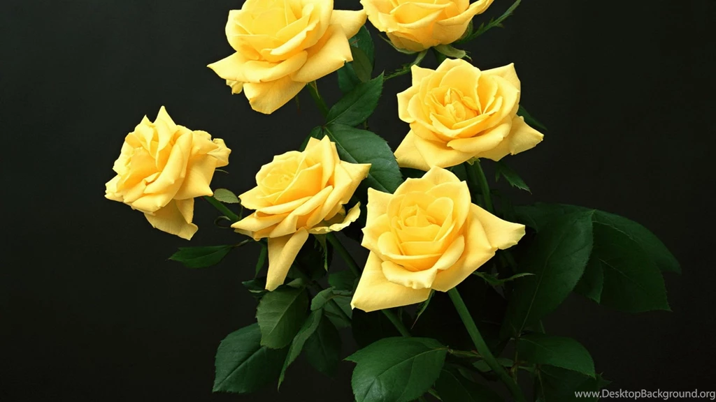 Yellow Roses Wallpapers