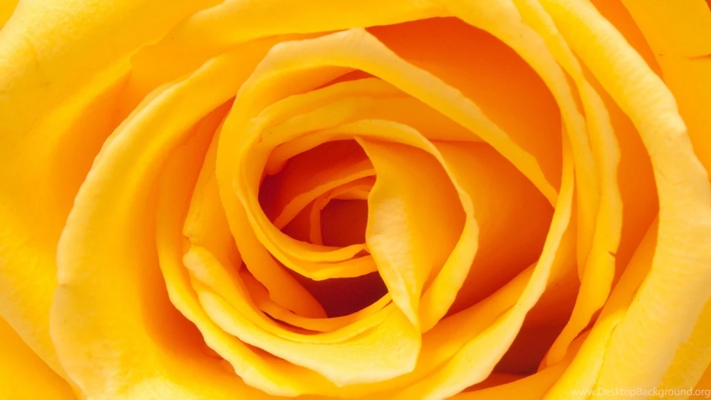 Yellow Rose Wallpapers