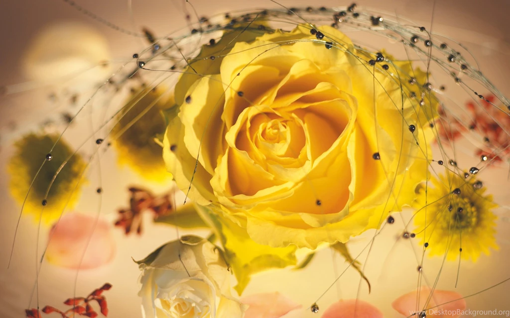 Yellow Rose Wallpapers 10349 1920x1200 UMad.com