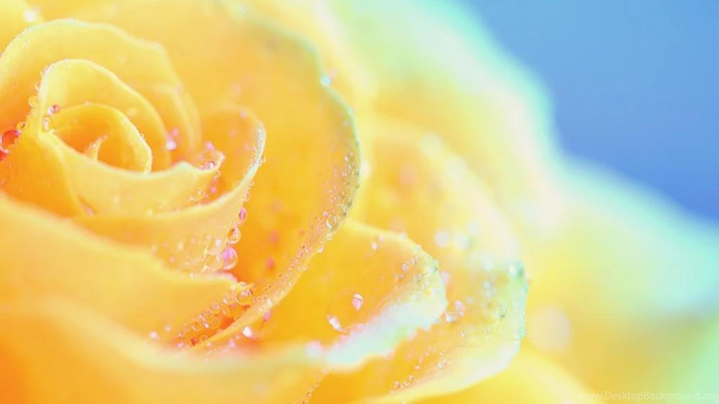 BEAUTIFUL YELLOW ROSE WALLPAPER (