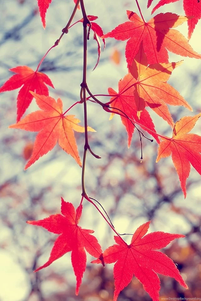 IPHONE WALLPAPER KOREAN Image Galleries ImageKB.com