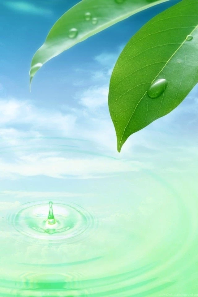 Free Iphone Wallpapers Hd: Cute Green Leaf And Water Hd Wallpapers ...