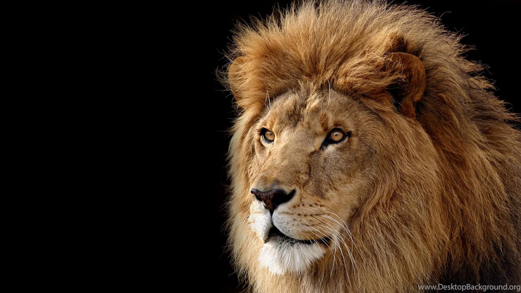 Lions Wallpapers Collection (47+)