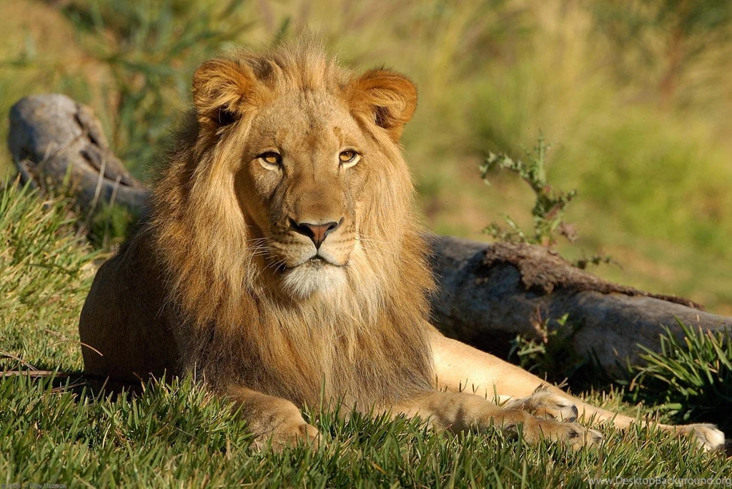 Roaring lion photo