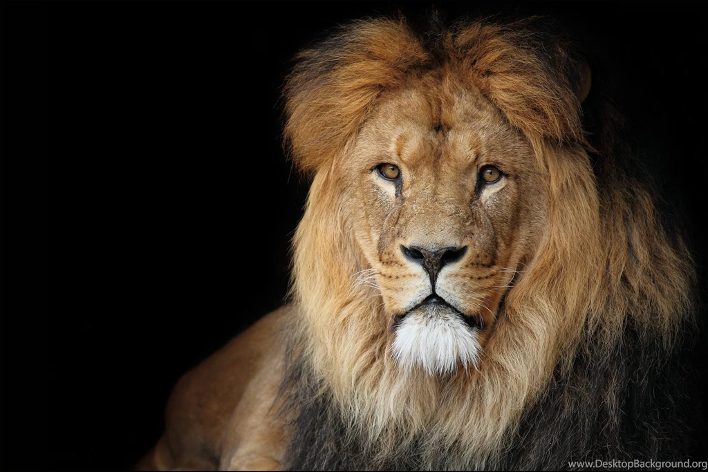 Lion Free Wallpapers For Desktop (20 HD Photos)