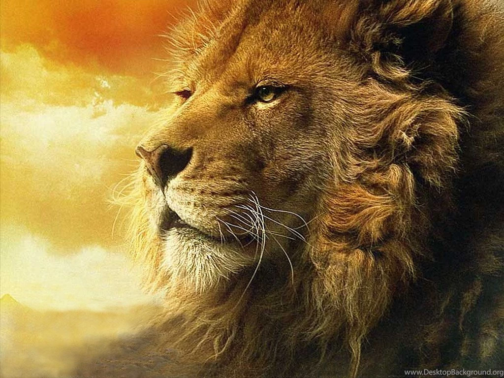 Wallpapers Lion King Free The 1024x768