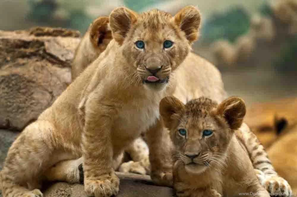 Baby Lion Wallpapers Free   Android Apps On Google Play