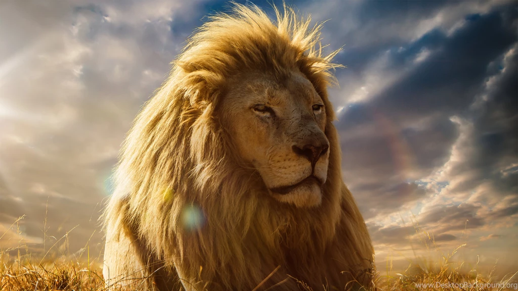 Lion Wallpapers Dekstop H4S » WALLPAPERUN.COM