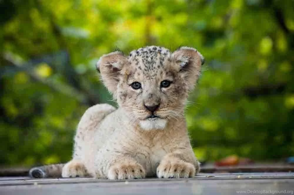 Baby Lion Wallpapers Free Android Apps On Google Play