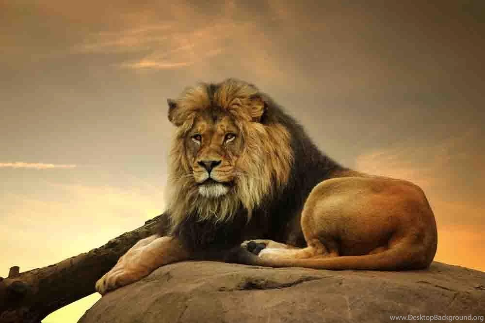 Lion Wallpapers HD Android Apps On Google Play