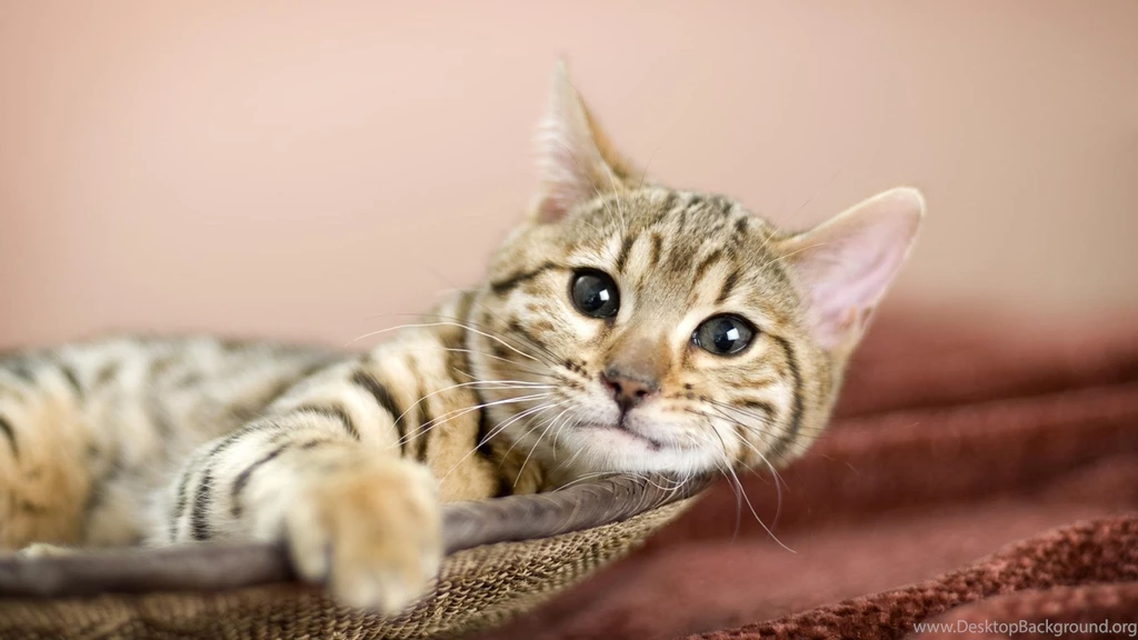 Download Wallpapers 1920x1080 Cat, Eyes, Beautiful, Face, Striped ...