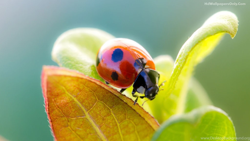 Free Hd Wallpapers