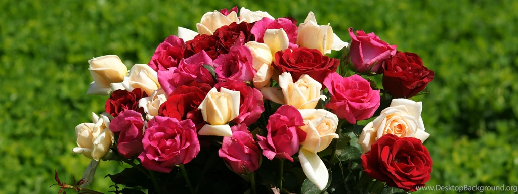 Roses   Dual Monitor Wallpapers