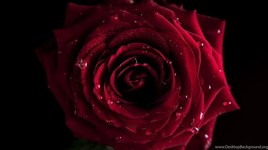 Dark Red Rose Wallpapers High Quality   Uncalke.com