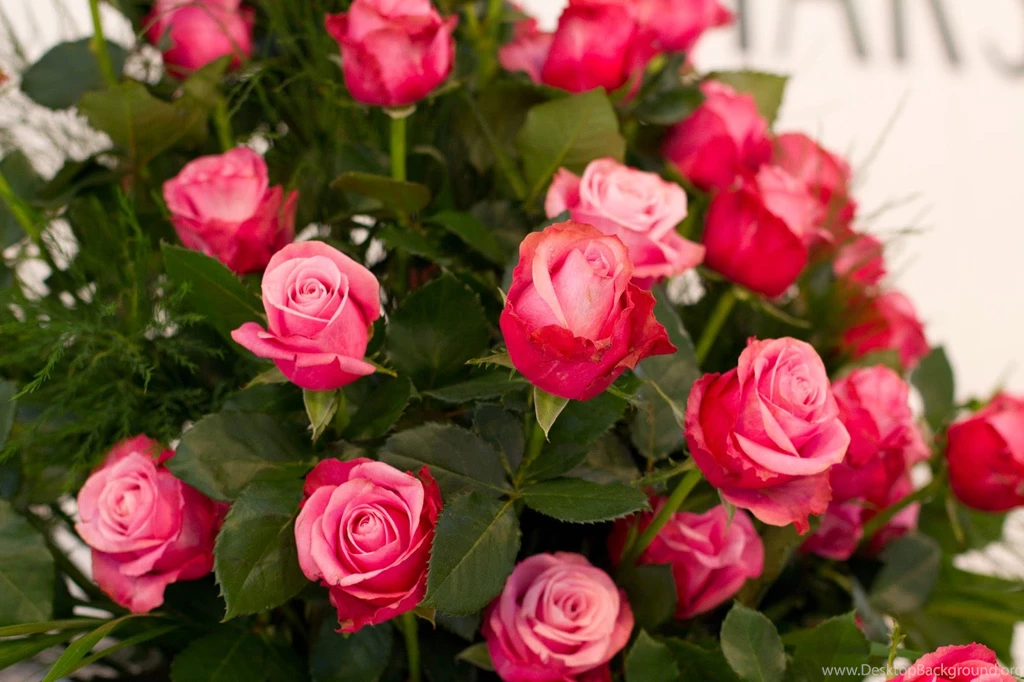 25+ Amazing Rose Wallpapers