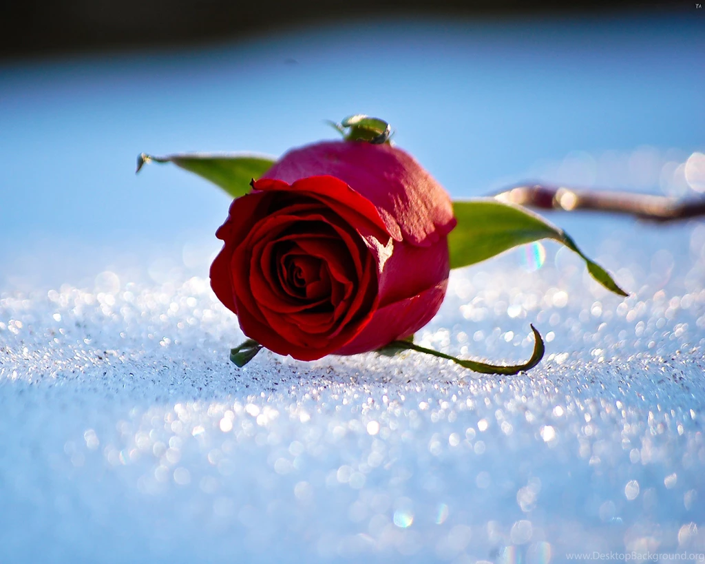 Snow On The Pink Rose Wallpapers   HD Images New