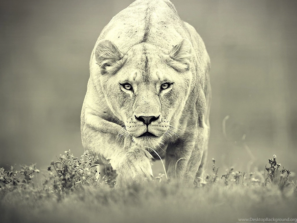 Lioness Hunting Lion Hunt Big Cat Wild Life Cats Free Wallpapers ...