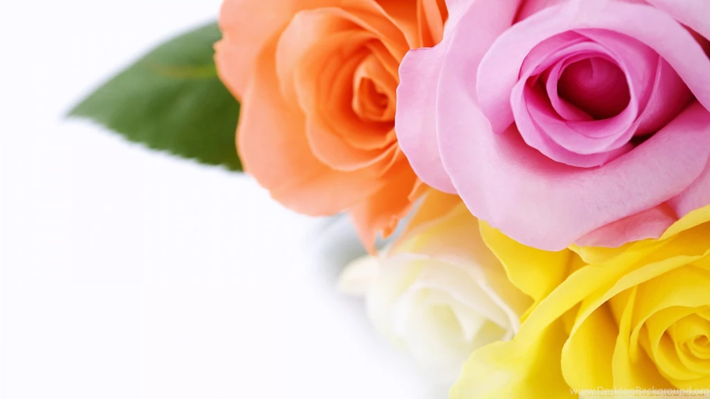 Different Colours Roses HD Desktop Wallpapers : High Definition ...
