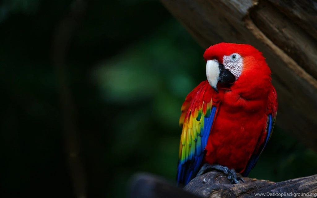 High Definition Parrot Wallpapers For Free Download