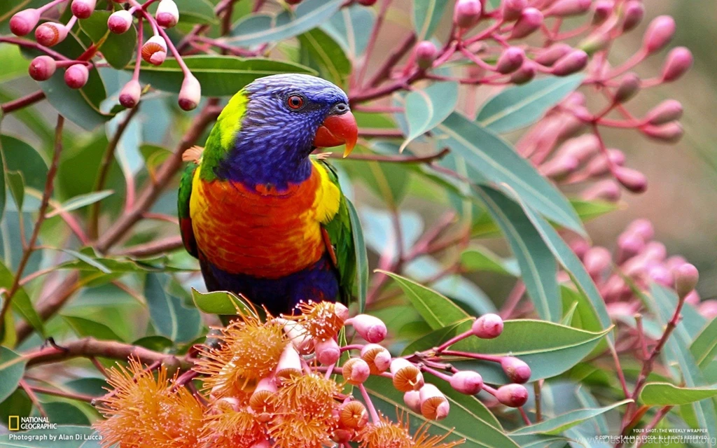 Colorful Parrot Bird Wallpapers Download HD High Resolution
