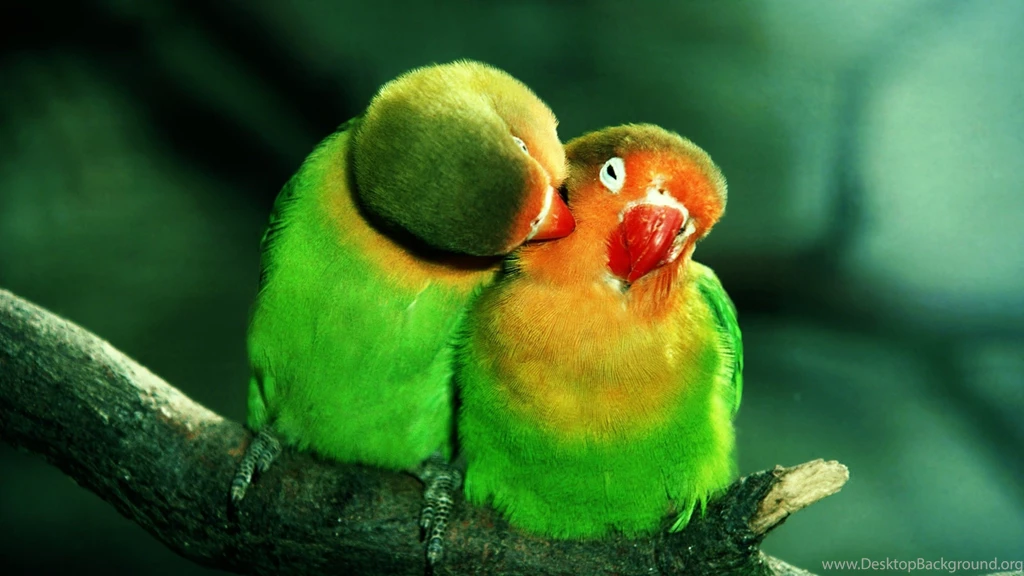 Birds Love Of Green Parrot Birds Wallpapers HD Free Download
