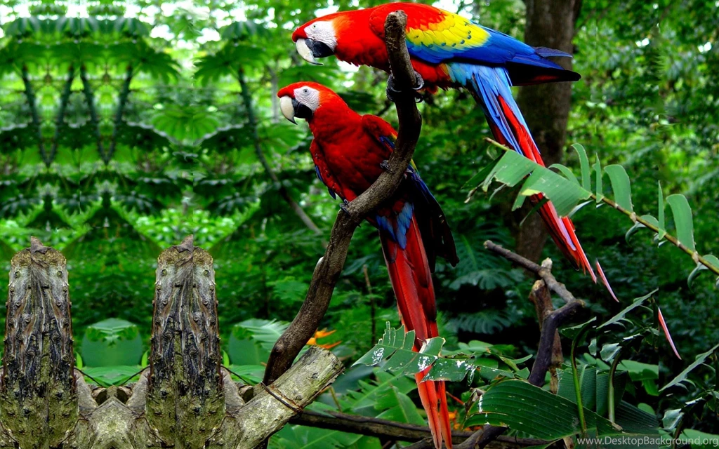 Macaw Parrot Bird Tropical (45) Wallpapers