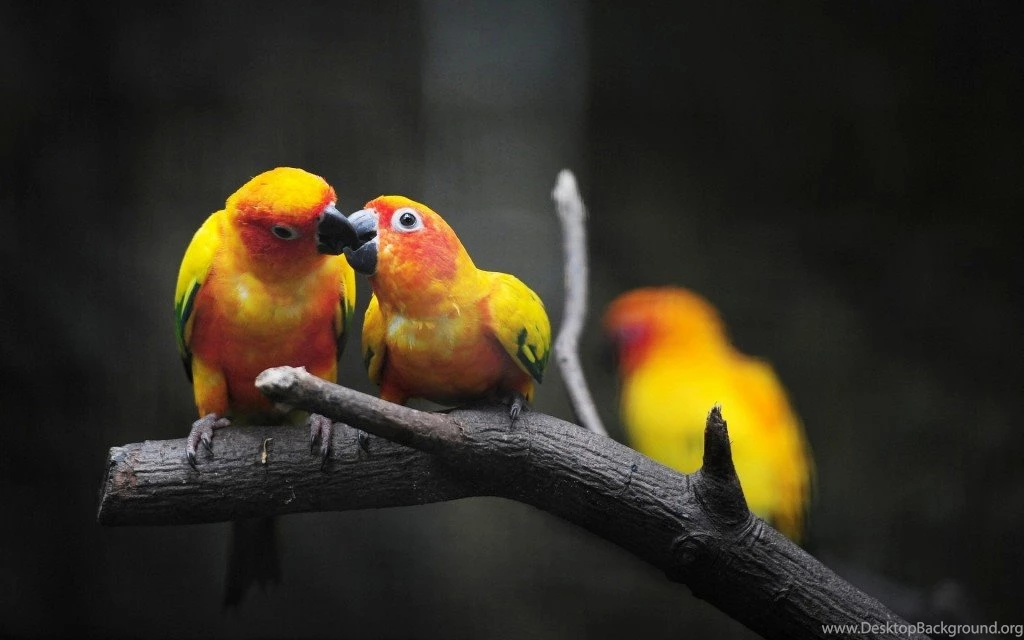 40+ Beautiful Parrot HD Wallpapers That You Will Surely Love ...