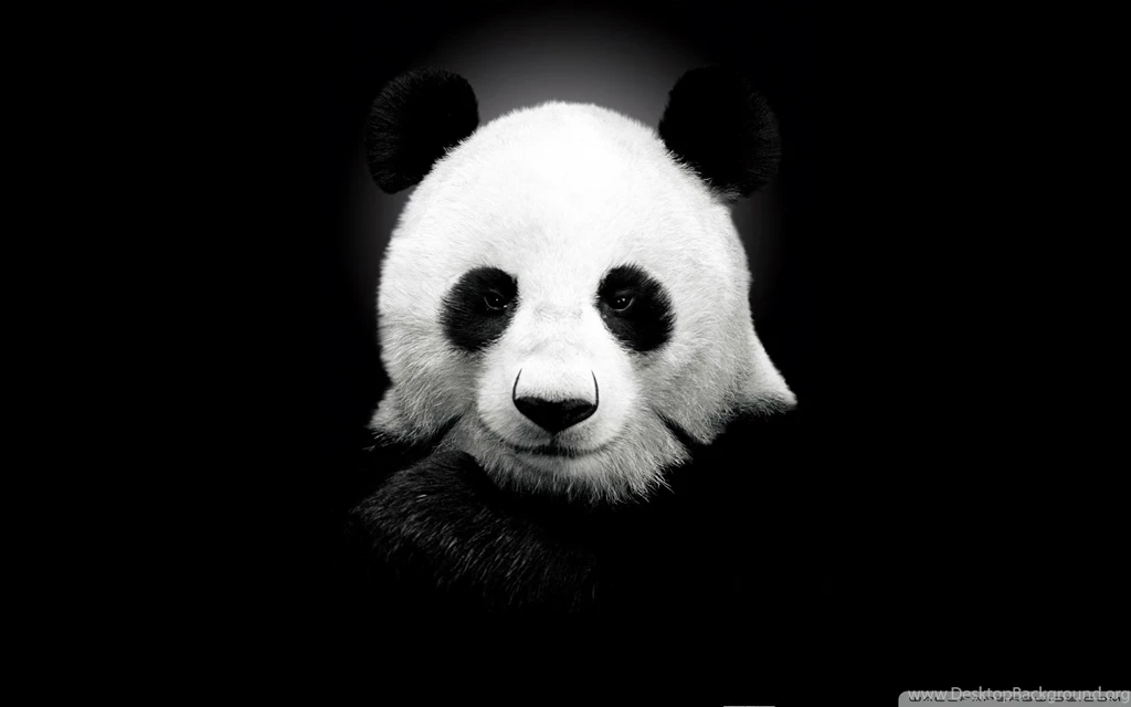 Panda Bear HD Desktop Wallpapers : High Definition : Fullscreen ...