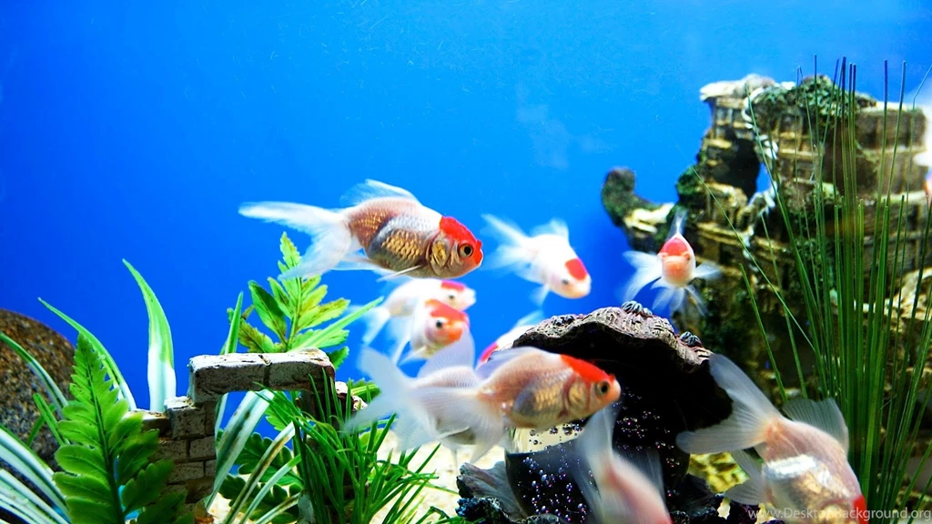 Fish Tank Free Hd Wallpapers
