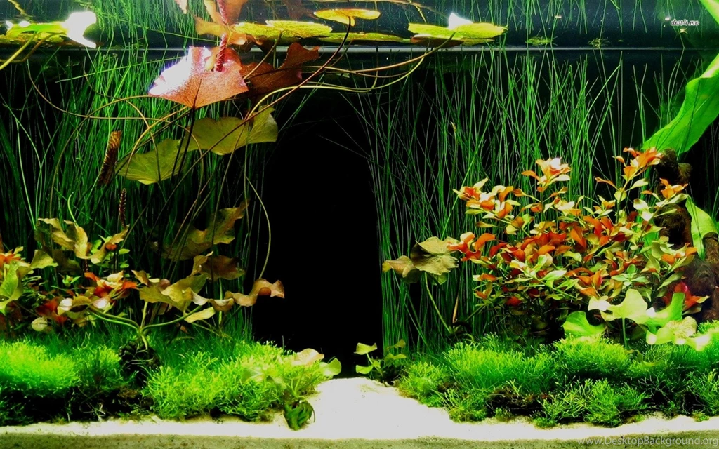 Download Fish Tank Artistic Wallpapers