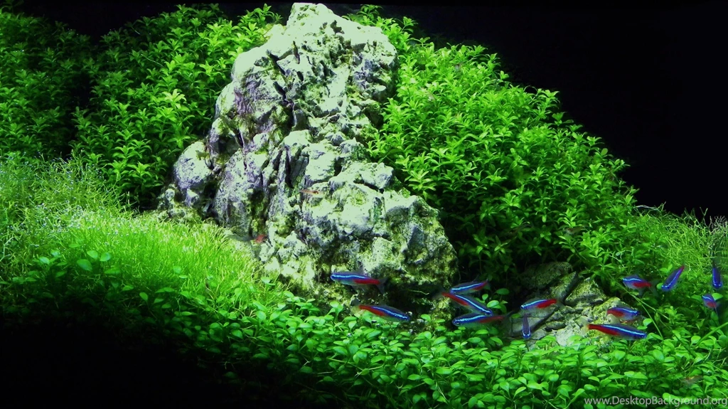 Download Wallpapers, Download 3189x1790 Grass Fish Dual Screen ...