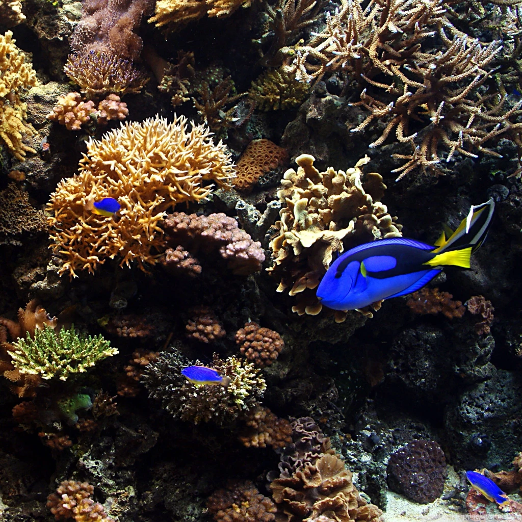 Aquarium Fish HD Desktop Wallpapers : Widescreen : High Definition ...