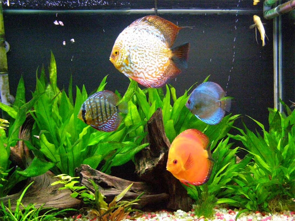 Discus Fish Wallpapers Wallpapers Cave