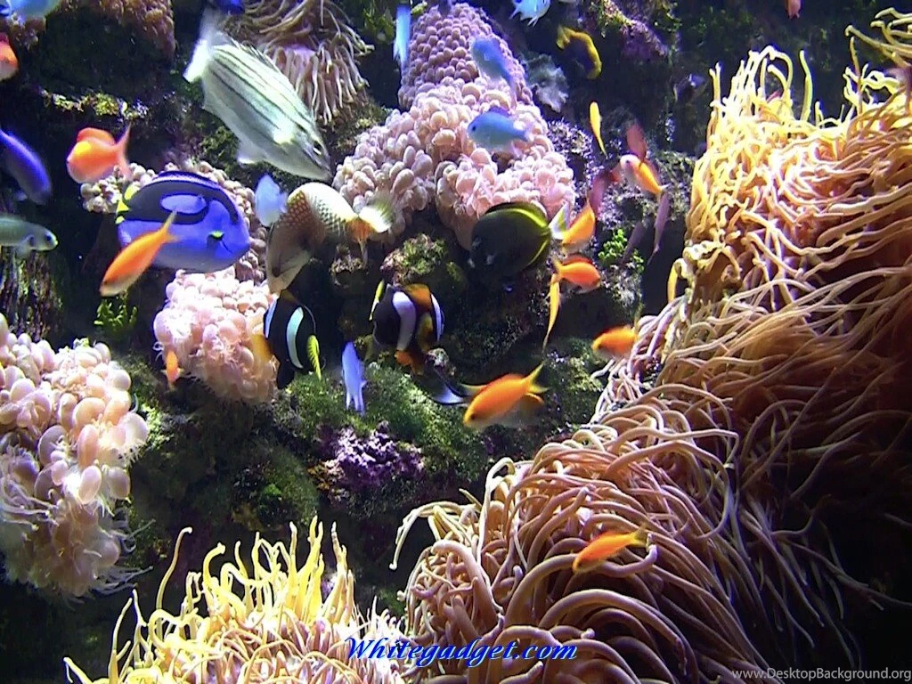 Tropical Fish Aquarium Just For Sharing