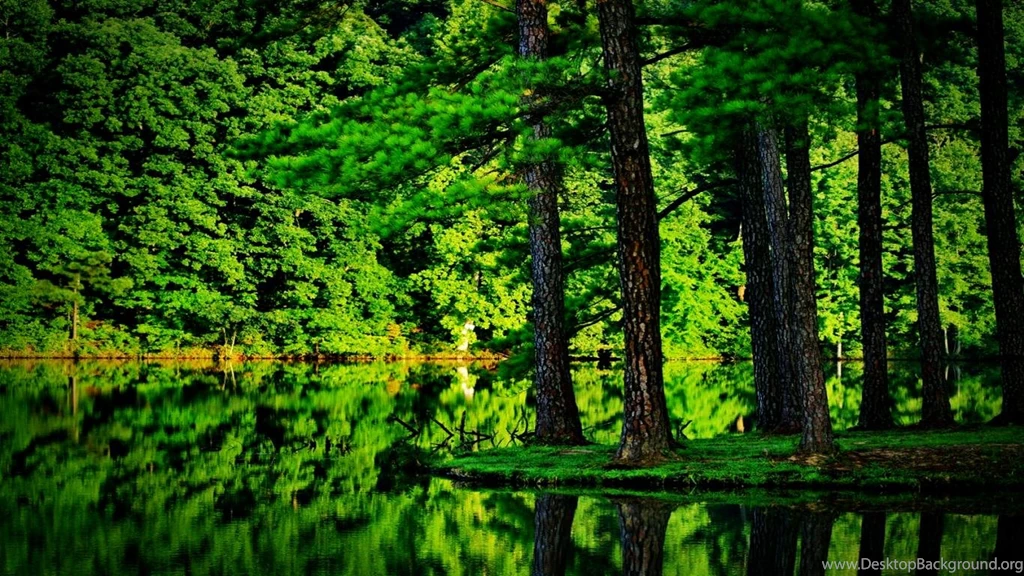 Green Forest Best Wallpaper Images   World Visits