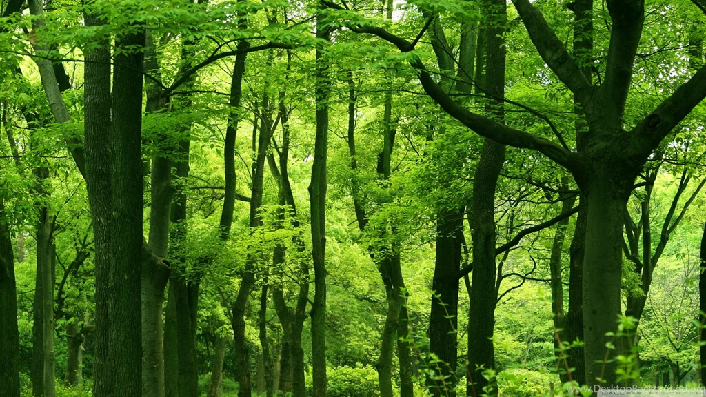 Green Forest Summer, 2560x1440 HD Wallpapers And FREE Stock Photo