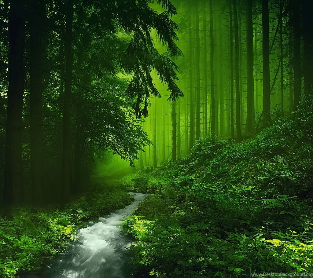 HD Green Forest Wallpapers