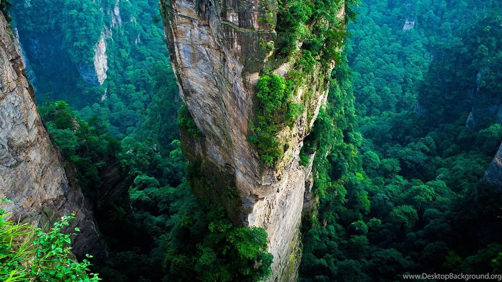 Lush Green Forest   (