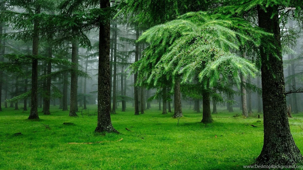 Green Forest Picture Wallpapers HD