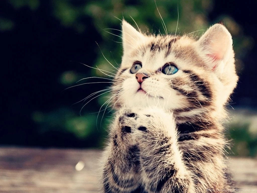 1024x768 Cute Kitten Desktop PC And Mac Wallpaper. Cute Kittens ...